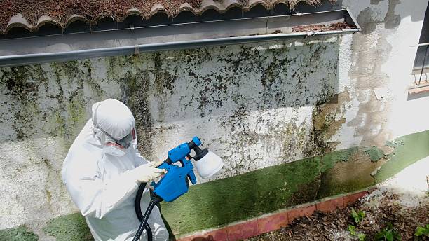 Top rated local Mold Remediation specialists in Trenton, FL
